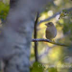 Fringuello (Fringilla coelebs)