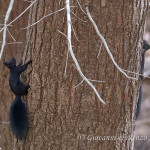 Scoiattolo nero meridionale (Sciurus meridionalis)