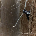 Scoiattolo nero meridionale (Sciurus meridionalis)