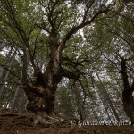 Castagni giganti di Cozzo del Pesco