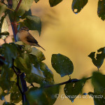 Luì piccolo (Phylloscopus collybita)