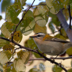 Fiorrancino (Regulus ignicapilla)