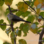 Codibugnolo (Aegithalos caudatus)