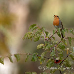 Pettirosso (Erithacus rubecula)