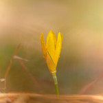 Zafferanastro giallo (Sternbergia lutea)