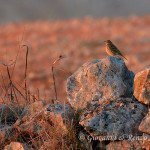 Pispola (Anthus pratensis)