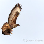 Poiana (Buteo buteo)