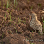 Cappellaccia (Galerida cristata)