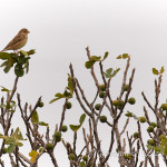 Strillozzo (Emberiza calandra)