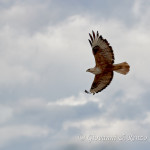 Poiana codabianca (Buteo rufinus)