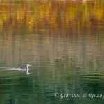 Svasso maggiore (Podiceps cristatus)