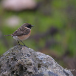 Saltimpalo (Saxicola rubicola)