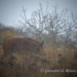 Cinghiale (Sus scrofa) sotto la pioggia