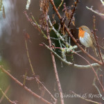 Pettirosso (Erithacus rubecula)