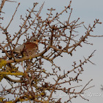 Cesena (Turdus pilaris)