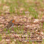 Pettirosso (Erithacus rubecula)