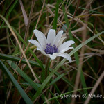 Anemone stellata (Anemone hortensis)