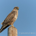 Poiana (Buteo buteo)