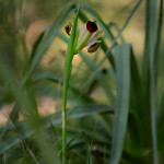 Bellavedova (Iris tuberosa)