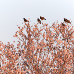 Storni (Sturnus vulgaris)