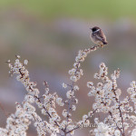 Saltimpalo (Saxicola rubicola)