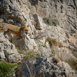 Volpe (Vulpes vulpes)