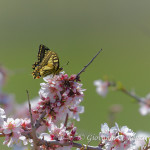 Macaone (Papilio machaon)