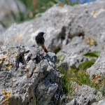 Codirosso spazzacamino (Phoenicurus ochruros)