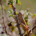 Locusta egiziana (Anacridium aegyptium)