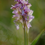 Orchidea pagliaccio (Anacamptis morio)