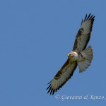 Poiana (Buteo buteo)