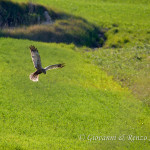 Falco di palude (Circus aeruginosus)