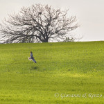 Falco di palude (Circus aeruginosus)