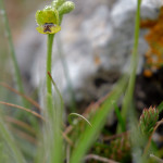 Ofride gialla (Ophrys lutea Cav.)