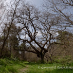 Il re della foresta