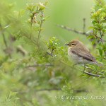 Luì piccolo (Phylloscopus collybita)