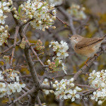 Sterpazzola (Sylvia communis)