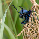 Meloe sp.