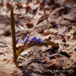 Scilla silvestre (Scilla bifolia) e Calvia quatuordecimguttata