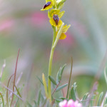 Ofride gialla (Ophrys lutea Cav.)