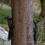 Scoiattolo nero meridionale (Sciurus meridionalis)