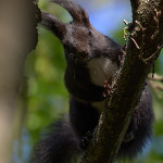 Scoiattolo nero meridionale (Sciurus meridionalis)