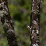 Rampichino comune (Certhia brachydactyla)