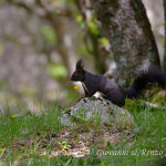 Scoiattolo nero meridionale (Sciurus meridionalis)