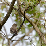 Pigliamosche (Muscicapa striata)