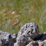 Calandro (Anthus campestris)