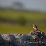 Monachella (Oenanthe hispanica)