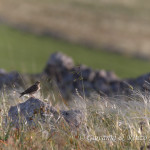 Calandra (Melanocorypha calandra)