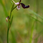 Ofride di Bertoloni (Ophrys bertolonii)