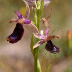 Opilionide su Ophrys bertolonii